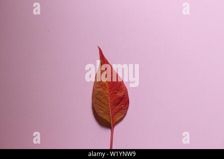 Red leaf on a millennial pink background. It represents the loneliness of youngers nowadays Stock Photo