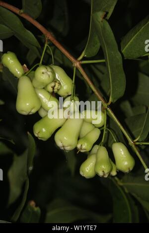 Green Java Apple Stock Photo - Alamy