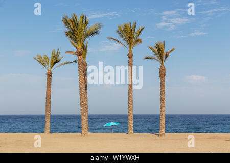 One blue umbrella surrounded by four palm trees on the beach in Spain. Stock Photo