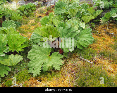 giant rhubarb, Gunnera tinctoria, óriásrebarbara São Miguel Island, Azores, Açores Stock Photo
