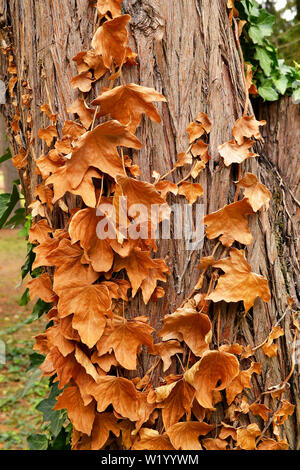 Ivy, also called Hedera, with yellow dry leaves on a tree trunk close up Stock Photo
