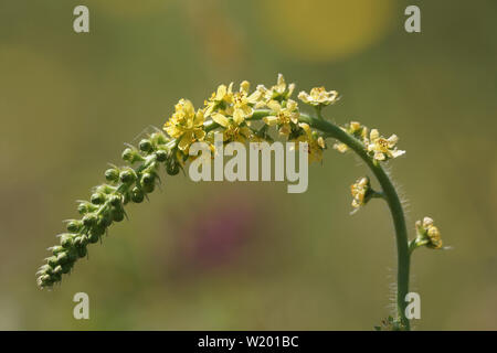 Common Agrimony (Agrimonia eupatoria) growing wild Stock Photo