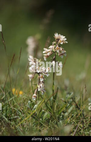 Epipactis palustris (Marsh Helleborine) growing wild Stock Photo