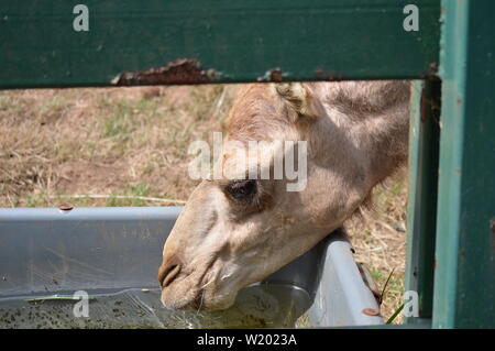 dromedary water system