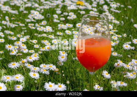 Spritz Veneziano champagne and orange juice cocktail on a flowering garden background Stock Photo