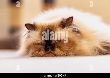 Close up of laying on the floor long haired blue eyed seal point himalayan cat. Stock Photo