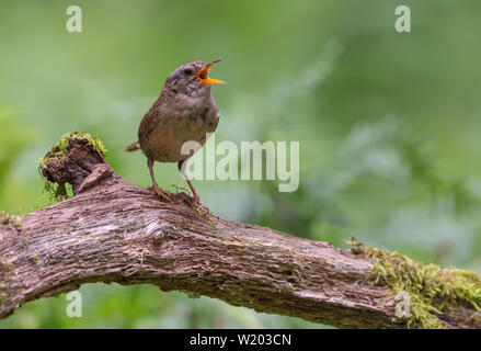 Loud singing of Eurasian wren perched on old mossy stump Stock Photo