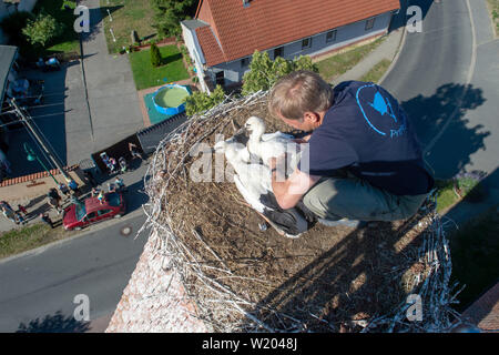 Libbesdorf, Germany. 02nd July, 2019. The conservationist and ornithologist Ingolf Todte sits in a stork nest and rings the chicks of the white stork couple nesting there. The young are already big. In few weeks, at the end of July, the animals will set off to its first flights. Credit: Klaus-Dietmar Gabbert/dpa-Zentralbild/ZB/dpa/Alamy Live News Stock Photo