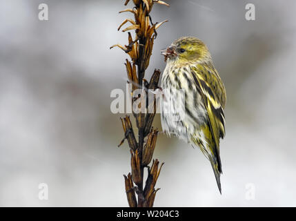 Female Eurasian Siskin sits on herbaceous plant with winter snowflakes Stock Photo
