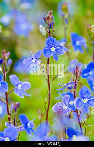 Germander Speedwell (veronica chamaedrys), close up of a stalk of the small blue flowers growing amongst others. Stock Photo