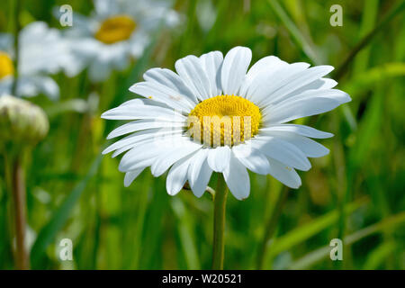 Ox-eye Daisy, Dog Daisy or Marguerite (leucanthemum vulgare), close up of a single flower growing in the grass. Stock Photo