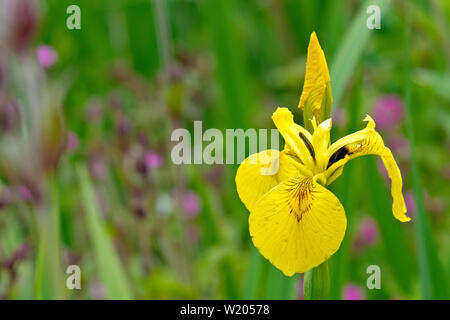 Yellow Iris or Yellow Flag (iris pseudacorus), close up of a solitary flower with bud. Stock Photo