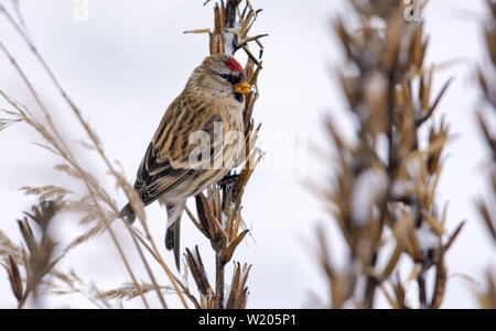 Common redpoll feeds on sundrops plant seeds in winter Stock Photo
