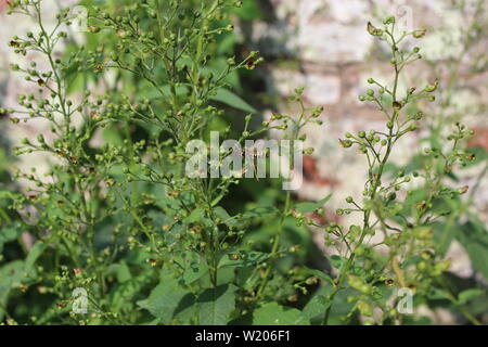 Eine Feldwespe fliegt eine Braunwurz an in einem naturnahen Garten in Düsseldorf, Deutschland. Stock Photo