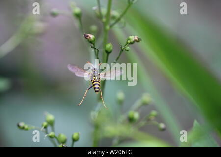 Eine Feldwespe fliegt eine Braunwurz an in einem naturnahen Garten in Düsseldorf, Deutschland. Stock Photo