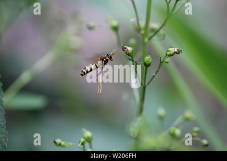 Eine Feldwespe fliegt eine Braunwurz an in einem naturnahen Garten in Düsseldorf, Deutschland. Stock Photo