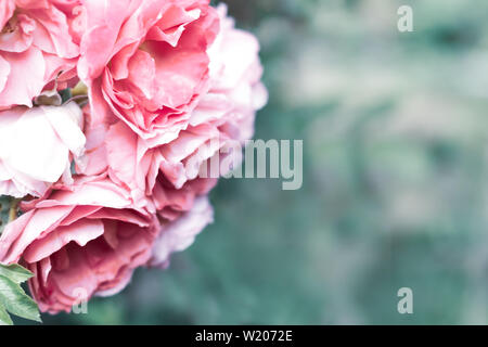 Pink rose on a blurry cold green leafy background with copy space. Romantic wedding background. Stock Photo