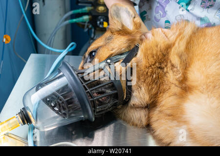 Preoxygenation in a sedated german shepherd with a muzzle prior to intubation Stock Photo