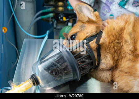 Preoxygenation in a sedated german shepherd with a muzzle prior to intubation Stock Photo