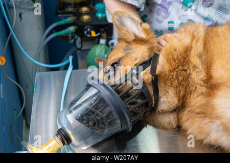 Preoxygenation in a sedated german shepherd with a muzzle prior to intubation Stock Photo