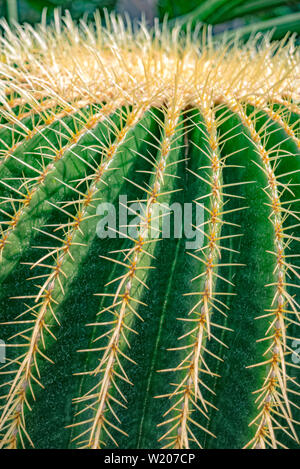 Classic round cactus with many spines Stock Photo