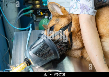 Preoxygenation in a sedated german shepherd with a muzzle prior to intubation Stock Photo