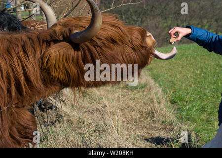 highland cow picture with tongue out