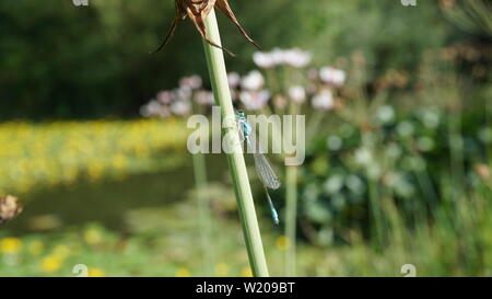 Blue dragon-fly on flower stalk at a pond during summer, Germany Stock Photo