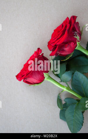 Two beautiful roses on kraft paper background, festive concept. Stock Photo
