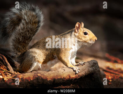 squirrel on a log in beautiful evening light in wooded area in dorset uk Stock Photo