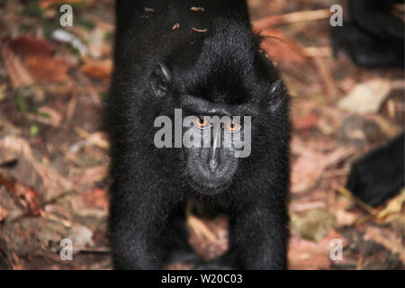 Young, kind of sad looking Celebes Crested macaque walking over leaves in the jungle of Sulawesi, Indonesia. Stock Photo