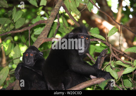 Humanlike Celebes Crested macaques are looking into the camera, sitting on trees in the jungle of Sulawesi, Indonesia. Stock Photo