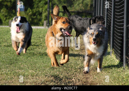 Mixed pack of happy dogs running in a dog park. Stock Photo