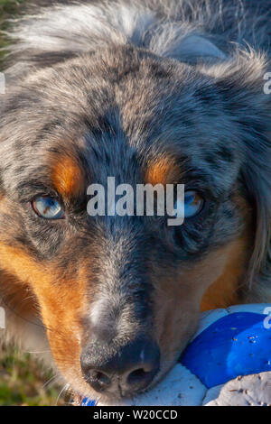 Beautiful blue merle Australian Shepherd with icy blue eyes looks intensely with ball in mouth. Stock Photo