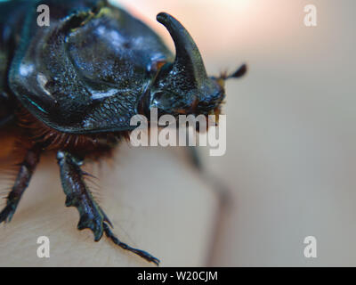 European rhinoceros beetle, adult male oryctes nasicornis Stock Photo