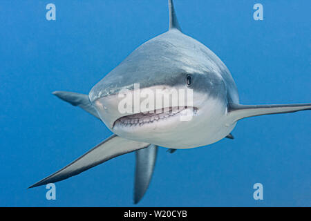 Caribbean Reef Shark patrols the beautiful clear blue waters and colorful reefs of Turks & Caicos Islands looking for a meal. Stock Photo