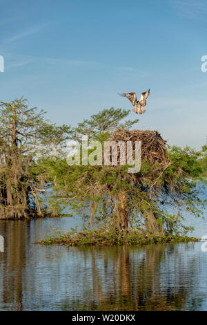 Osprey Landing on its nest atop a Cypress Tree Stock Photo