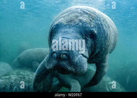 Curious West Indian Manatee enjoying the warm spring water during a cold snap in Crystal River, Florida (USA). Stock Photo