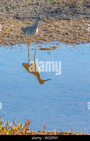 Greater, possibly Lesser Yellowlegs, admires its reflection in the calm water. This beatiful bird was spotted along Black Point Wildlife Drive in Merr Stock Photo