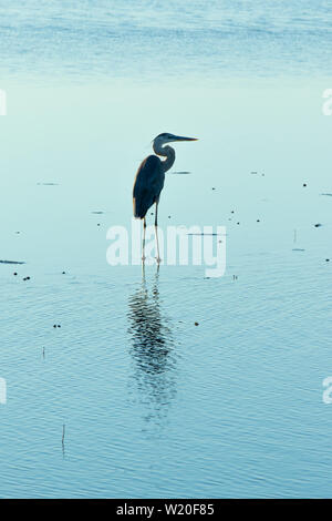 Great Blue Heron standing in calm waters at twilight while hunting for a meal. Stock Photo