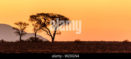 Sunset over trees, Namib Desert, Namibia. Stock Photo