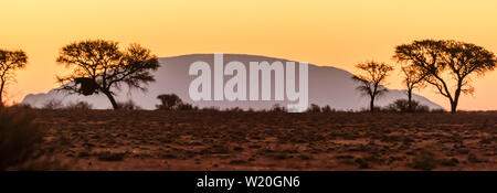 Sunset over trees, Namib Desert, Namibia. Stock Photo