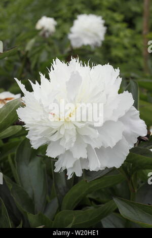 Paeonia lactiflora 'Shirley Temple'. White, double blooms of Peony 'Shirley Temple' flowering in a garden border in June - UK Stock Photo