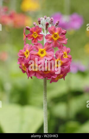 Primula Candelabra. Drifts of Candelabra primroses flowering by water in a shaded garden in summer - UK Stock Photo