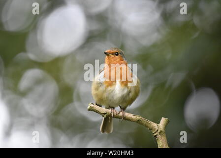 European Robin perched on branch Stock Photo