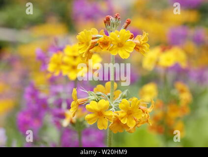 Primula Candelabra. Drifts of Candelabra primroses flowering by water in a shaded garden in summer - UK Stock Photo