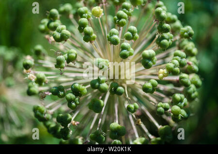 Spherical Allium Purple Sensation has faded in a flowerbed in garden. Closeup of decorative blooming inflorescence Dutch Garlic in rural. Onion with g Stock Photo