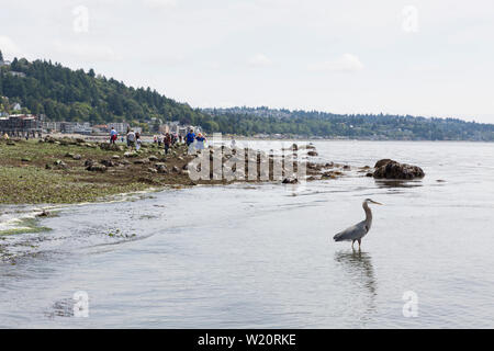 A great blue heron hunts as visitors explore the exposed shoreline at Constellation Park during an unusually low tide on Thursday, July 4, 2019 in Seattle, Washington. Tides reached the lowest tides of the year at -3.4 feet on Wednesday and Thursday. Stock Photo