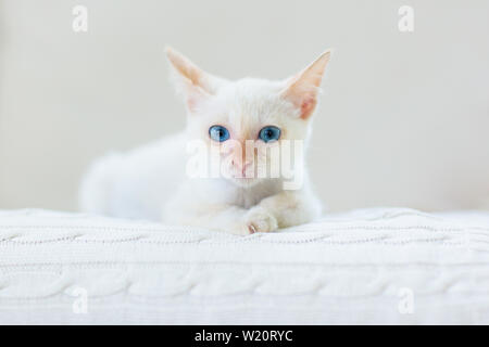 Baby cat. White kitten sleeping in couch with knitted blanket. Domestic animal. Home pet. Young cats. Stock Photo