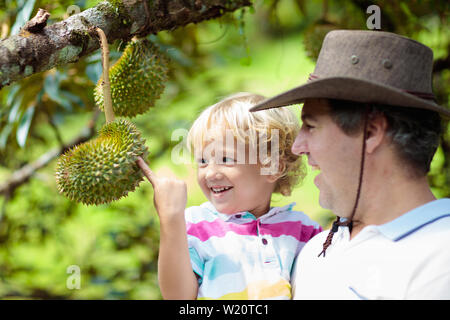 Durian growing on tree. Father and son picking exotic tropical fruits of Thailand and Malaysia. King of fruit. Man and child watching ripe durians on Stock Photo